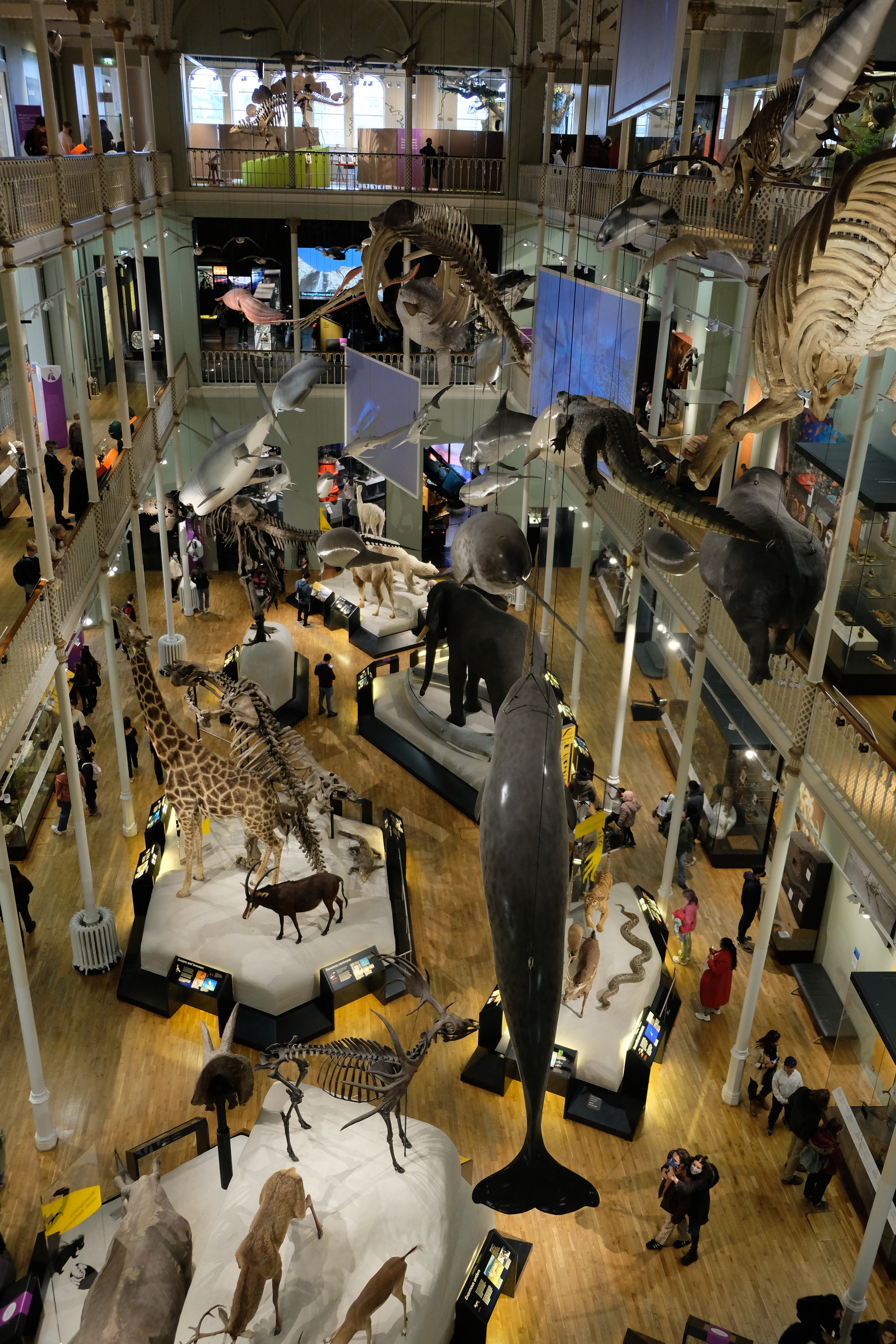 fra fugleperspektiv ser du ned i en naturhistorisk utstilling med mange ulike dyr utstilt i et stort, åpent rom