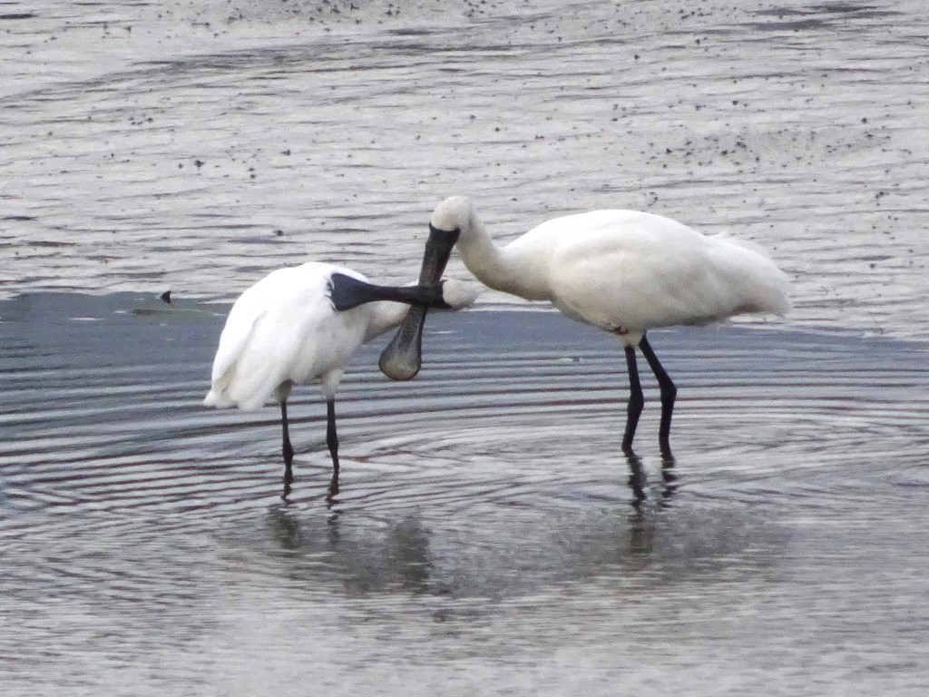 Two white birds with large black spoon-shaped bills standing in water