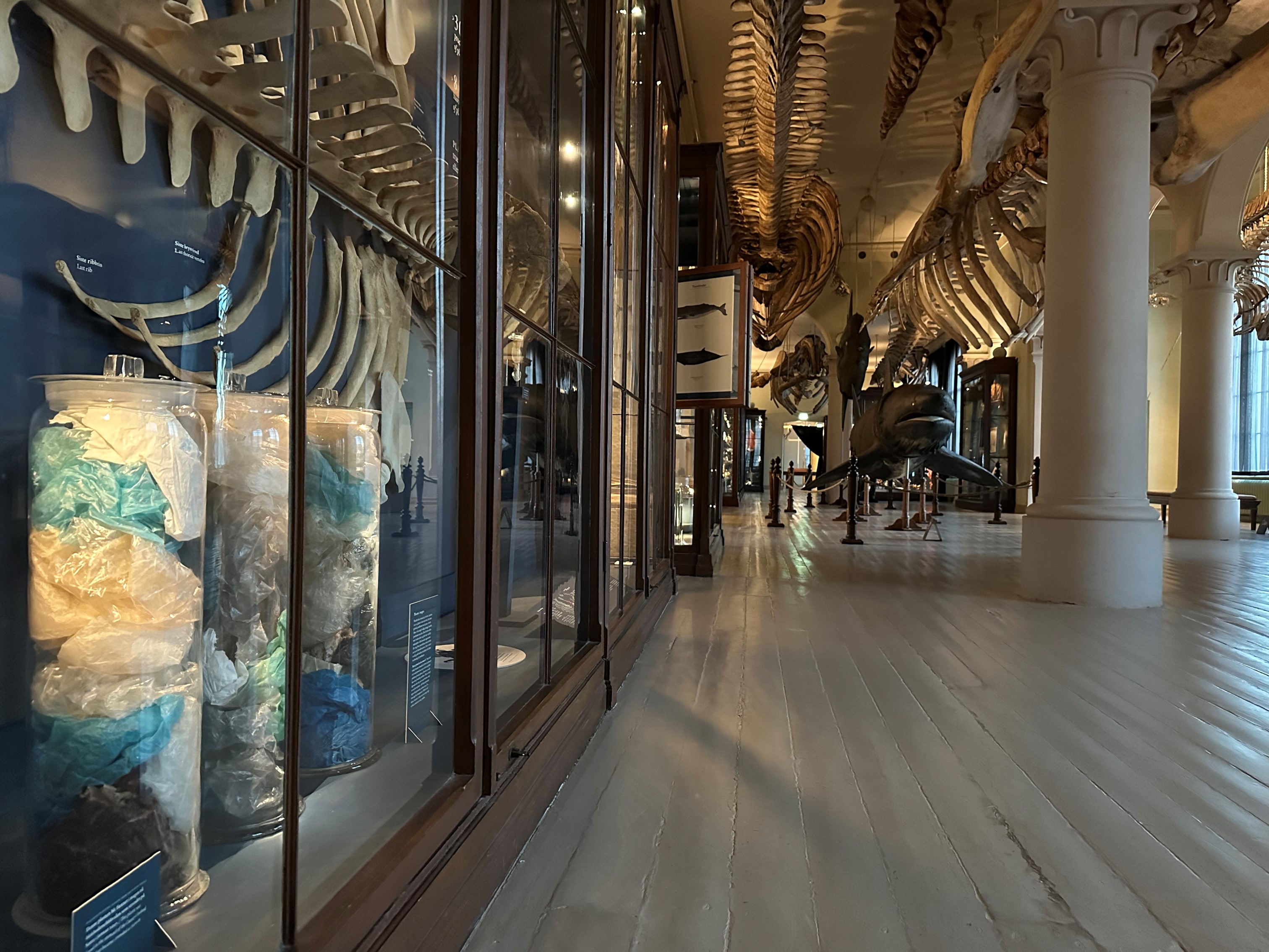 The whale room. A gallery in a museum displaying remains of whales