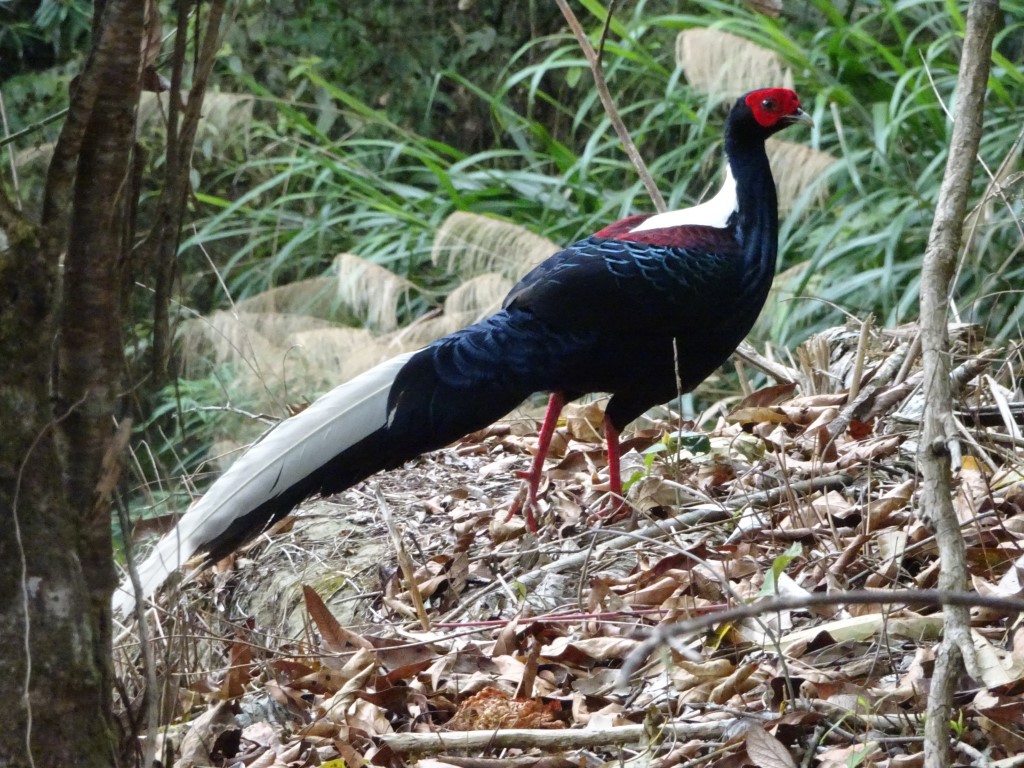 A black and white bird with a red face and a long white tail in the wilderness