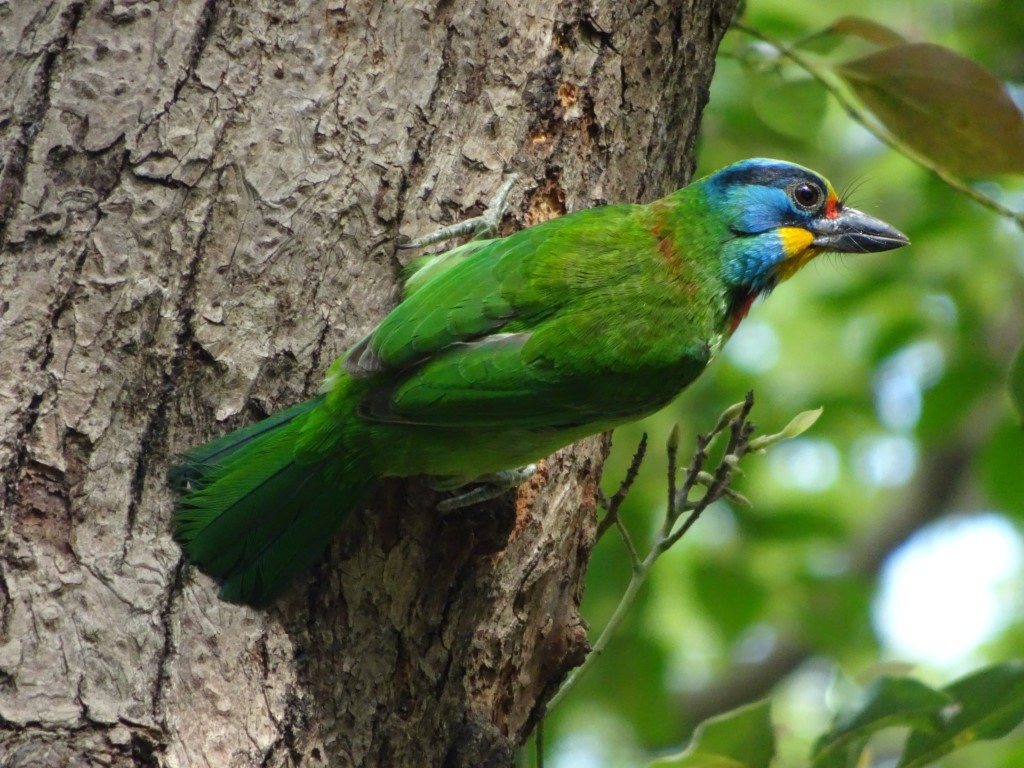 A brightly green bird with a blue head on a tree trunk