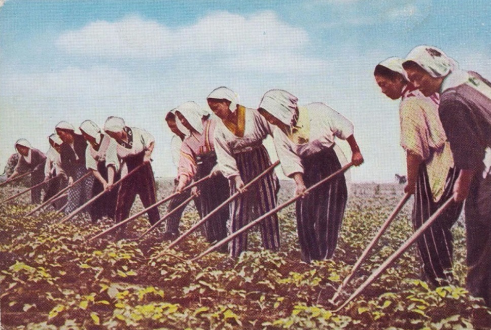 Japanese settler women hoe soy in Manchuria (Manchukuo)