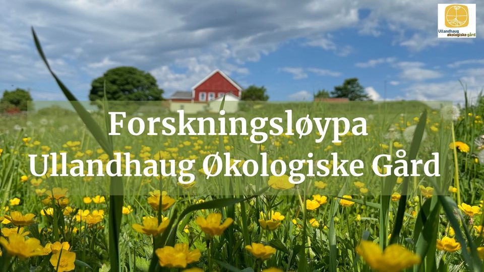 Grønn eng med gress og blomster med gårdshus i bakgrunnen