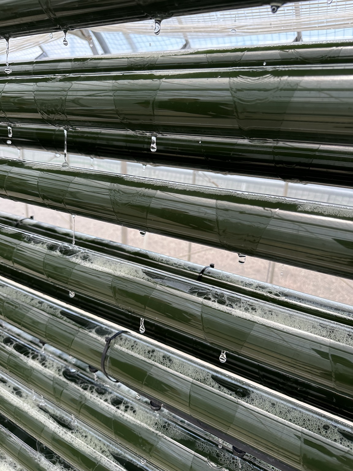 A Greenhouse where spirulina is cooled by deep-sea water