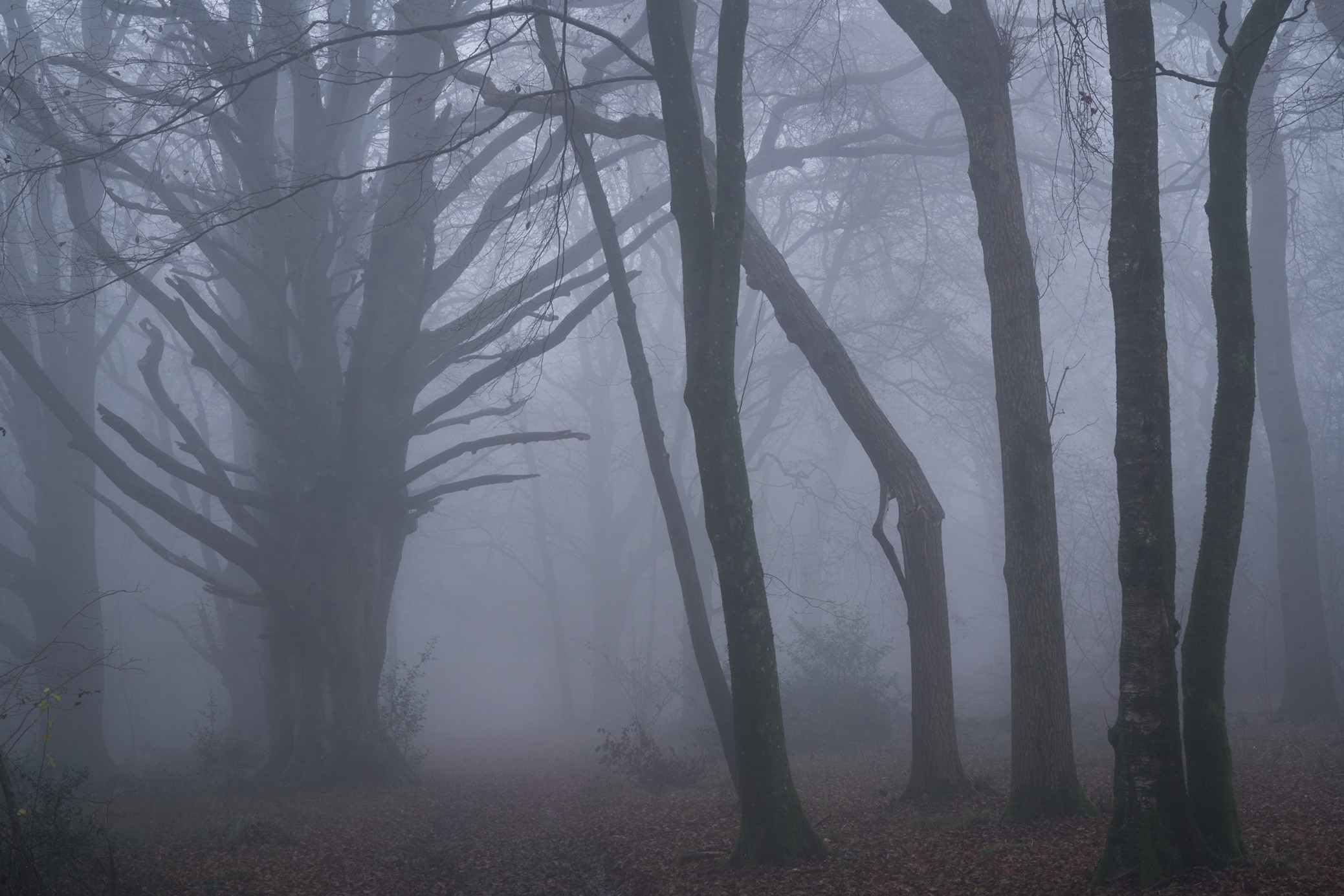 A spooky woodland scene with leafless trees silhouetted against a misty background