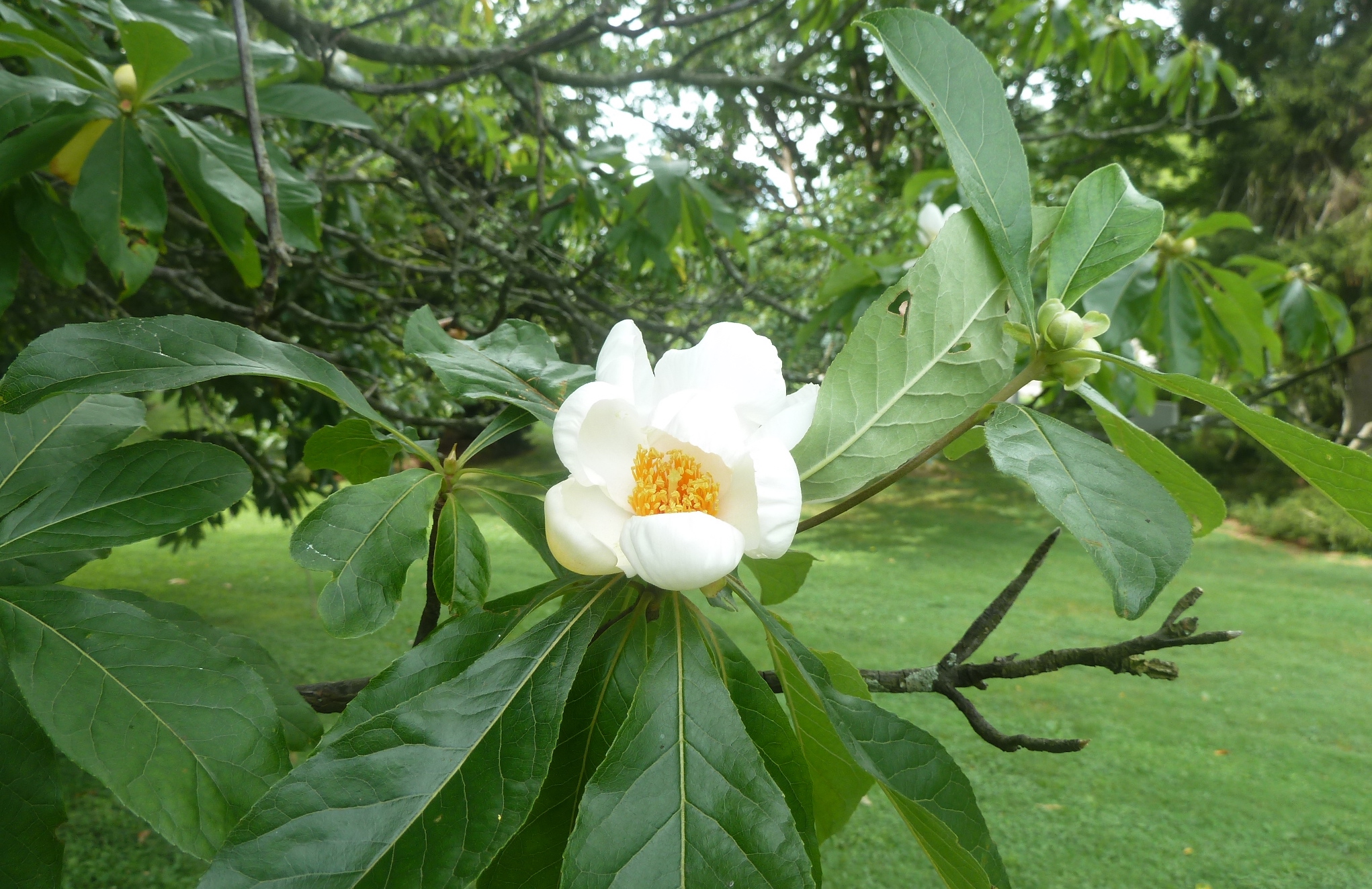 A white flower with a yellow centre against a background of green leaves