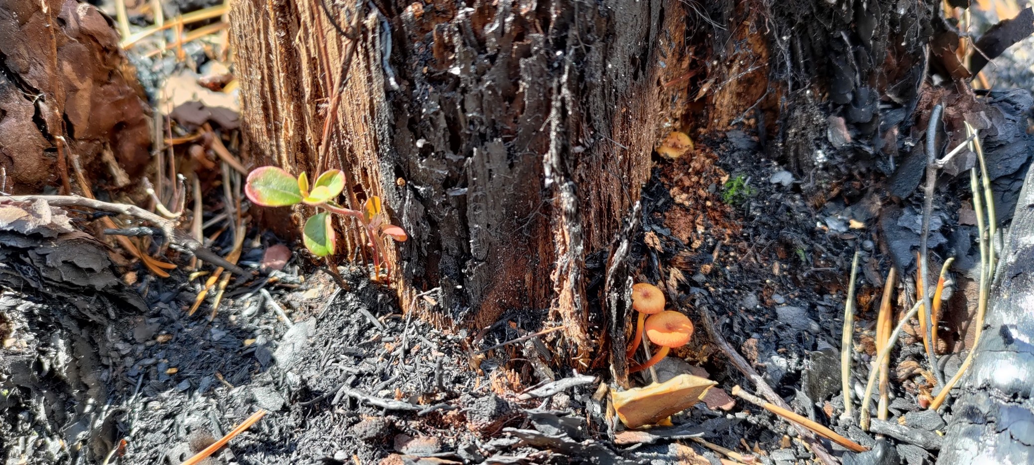 New green growth amid ash from a burn, with a burnt tree stump in the background