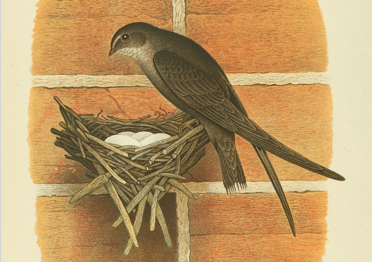 A bird sits on the edge of a nest with eggs in it. The nest has been built on the side of a brick wall.