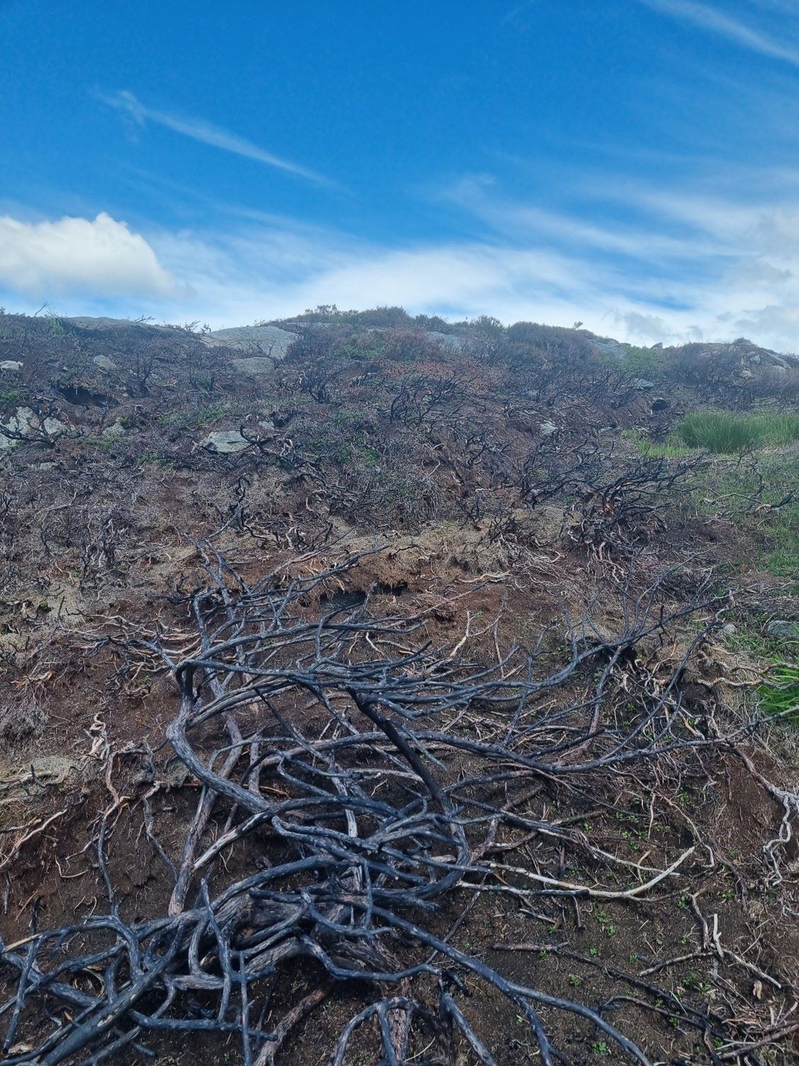 Coastal heathland with burnt trees