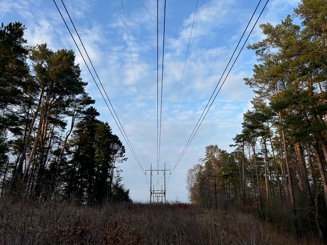 An electricity pylon framed against a blue sky and between two tracts of woodland