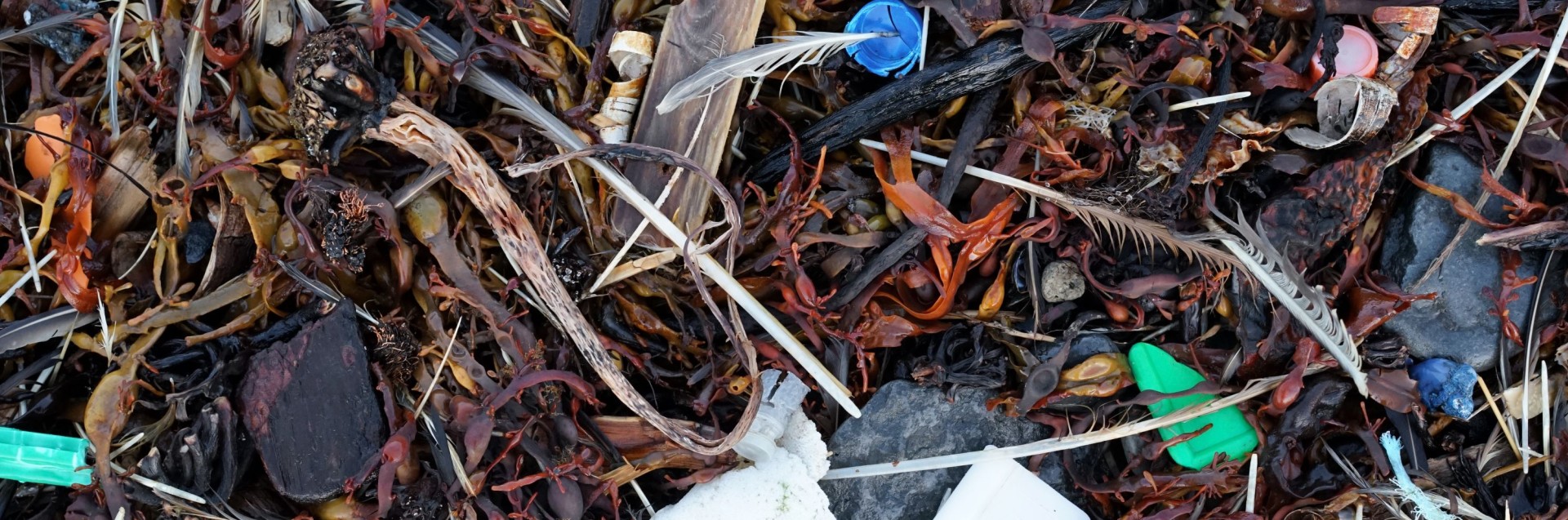 Photograph of seaweed, driftwood, plastic and other drift material