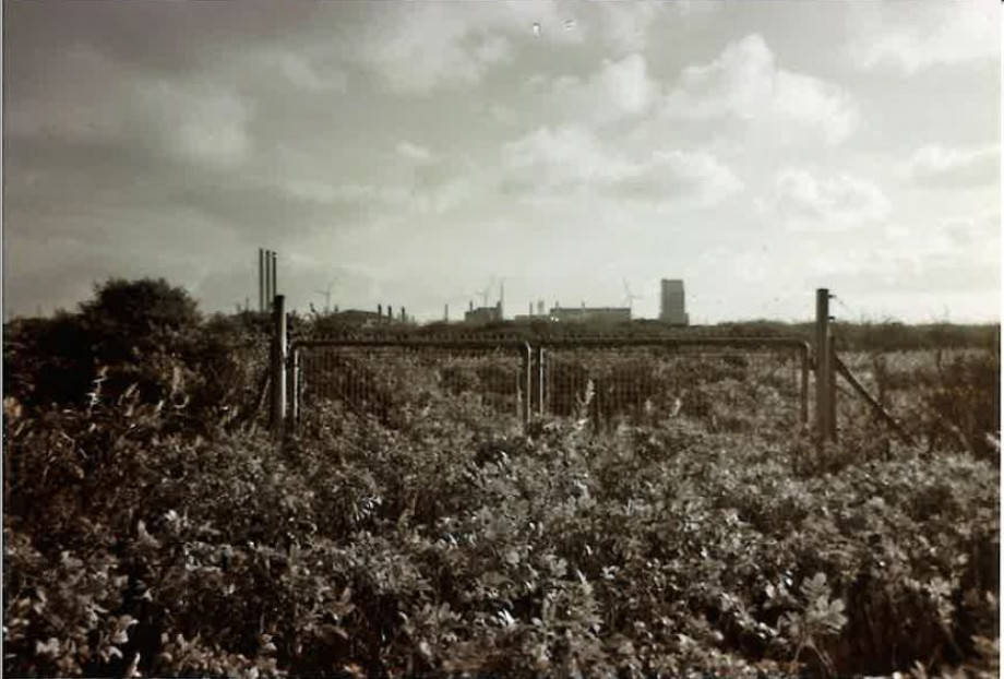 A black and white photograph with bushes that surrounds and entangles a barbed-wired fence.